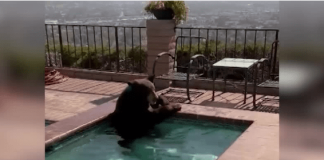 black-bear-in-hot-tub-california