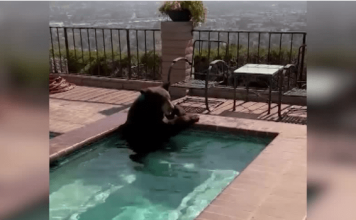 black-bear-in-hot-tub-california