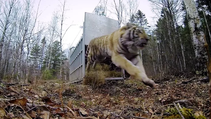 Saber Tooth Tiger Go Pro Footage